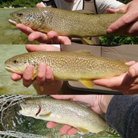 soca marble trout