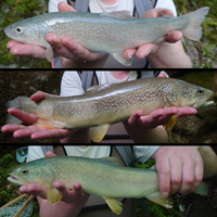 marble trout