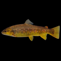 Salmo Trutta 1