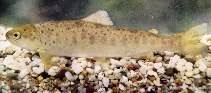 Salmo peristericus